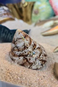 Cristina Oria Piezas Decorativas^Adorno Concha De Mar