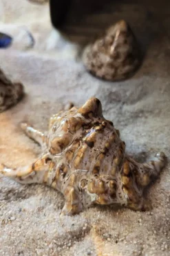 Cristina Oria Piezas Decorativas^Adorno Concha De Mar