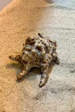 Cristina Oria Piezas Decorativas^Adorno Concha De Mar