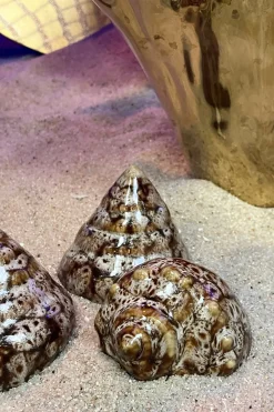 Cristina Oria Piezas Decorativas^Adorno Concha De Mar