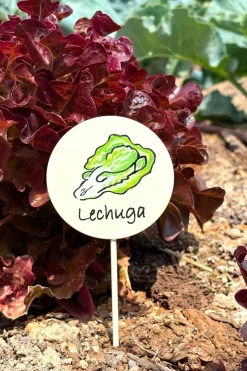 Cristina Oria Huerto Y Jardinería^Cartel Para Plantas De Jardín Lechuga